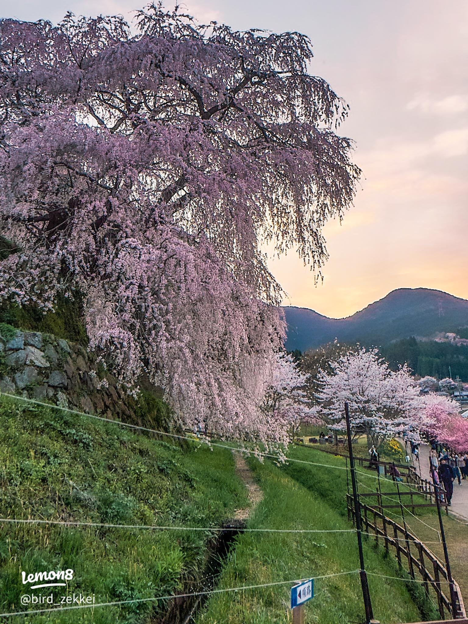🌸 마타베 벚나무(마타베자쿠라) 이미지 7